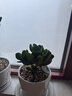 大葉玉樹(shù)老樁盆栽樹(shù)苗多肉植物綠植組合盆景室內高端冷門(mén)稀有精品 玉樹(shù)+豎條紋花盆 帶盆栽好 曬單實(shí)拍圖