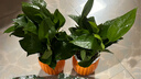 【綠蘿盆栽】吸甲醛凈化空氣水培綠植物懶人花卉好養搬家禮物全 【暢銷(xiāo)2盆】綠蘿+橙色南瓜盆自吸水 整體含盆高度20-25cm 曬單實(shí)拍圖