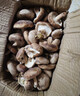 現摘現發(fā)香菇食用菌菇新鮮采摘香菇冬菇火鍋煲湯爆炒新鮮蔬菜菌菇 2斤1000g 曬單實(shí)拍圖