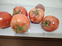 京鮮生 山東普羅旺斯番茄 凈重4.5斤 單果125g+ 沙瓤西紅柿 源頭直發(fā) 曬單實(shí)拍圖