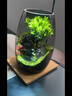MPPMCK生命之樹(shù)懶人苔蘚微景觀(guān)辦公室盆栽宿舍植物桌面手工生態(tài)瓶真植物 造景瓶【灰】 曬單實(shí)拍圖