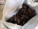 湖北潛江自產(chǎn)自銷(xiāo)清水稻田鮮活小龍蝦5斤裝大蝦超大（干凈免刷） 6789大號五斤（一斤大概13-14） 曬單實(shí)拍圖