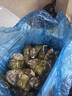 蜀皇乳山生蠔鮮活特大牡蠣海蠣子10斤凈重5XL(16-20只)源頭直發(fā)包 郵  曬單實(shí)拍圖