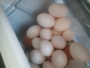 均鮮新鮮土鴿子蛋雜糧喂養農家特產(chǎn)白鴿蛋信鴿蛋孕婦寶寶年貨節禮盒裝 60枚1220g左右精選鮮鴿蛋 曬單實(shí)拍圖