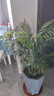 散尾葵綠植鳳尾竹盆栽袖珍椰子室內大型綠植四季常青富貴椰子植物 【80-100厘米11-12顆造型好][育苗盆 曬單實(shí)拍圖