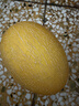 京鮮生 海南黃金哈密瓜 1粒裝 單果3斤起  生鮮水果   曬單實(shí)拍圖