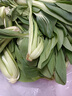 【東東買(mǎi)菜】四季小青菜自種大棚小油菜現摘超市涮火鍋時(shí)令蔬菜 小青菜2斤裝【含箱】 曬單實(shí)拍圖