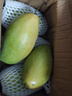 粵迎金煌芒芒果【閃送-多地次日達】當季廣西新鮮水果甜心大芒果整箱 5斤精選果【單果200g+】?jì)?.5斤 曬單實(shí)拍圖