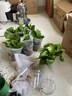 雙盟綠蘿盆栽除甲醛花卉綠植辦公室新房?jì)艋諝?120款10盆源頭直發(fā) 曬單實(shí)拍圖