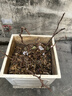 譽(yù)滿(mǎn)園巨峰葡萄苖陽(yáng)光玫瑰藍寶石葡萄樹(shù)苗無(wú)籽南方北方種植盆栽庭院爬藤 巨峰葡萄苗7年苗當年結果 曬單實(shí)拍圖