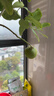 佳賀（JIAHE）香水檸檬樹(shù)盆栽帶果客廳綠植大型植物室內陽(yáng)臺綠植四季好養除甲醛 【新店特惠】香水檸檬1.4-1.6米【鉆石盆】 曬單實(shí)拍圖