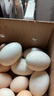 保衛蛋蛋山東鵝蛋12枚巨無(wú)霸孕婦寶寶放心吃年貨禮盒裝2.6斤生鮮 源頭直發(fā) 曬單實(shí)拍圖