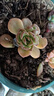 【虧本沖量】多肉植物盆栽新手套餐迷你綠植 雞蛋碧桃1棵 曬單實(shí)拍圖