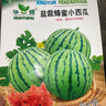 超甜蜂蜜小西瓜種子紅玉無(wú)籽小西瓜四季種植陽(yáng)臺庭院盆栽水果種子 蜂蜜盆栽小西瓜種子（30天可吃） 高產(chǎn)良種：2包約80?！拘路N 曬單實(shí)拍圖