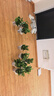 雙盟 綠蘿盆栽除甲醛花卉綠植辦公室新房?jì)艋諝?10款10盆裝源頭直發(fā) 曬單實(shí)拍圖