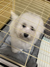 蔻絲狗籠子小型犬帶廁所分離一室一衛家用室內泰迪博美比熊幼犬籠 曬單實(shí)拍圖