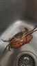 鹿凌青【活蟹】特大青蟹鮮活 超大母膏蟹公蟹青蟹肉蟹 紅膏母蟹 【公母混搭】2斤(4-6只)肉蟹 曬單實(shí)拍圖