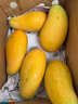 閩域尋鮮金煌芒芒果當季現摘新鮮大芒果應季時(shí)令源頭直采海南水果金煌芒 5斤暢享裝【單果200-400g】?jì)糁?.5斤 【源頭直采】 曬單實(shí)拍圖