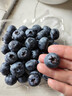 京鮮生 云南高原陽(yáng)光藍莓 12盒大果18mm+   125g/盒 生鮮水果 源頭直發(fā) 曬單實(shí)拍圖