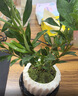 八芽小葉梔子花四季盆栽植物室內好養辦公室桌面帶盆景花苞開(kāi)花小綠植 梔子花+豎紋南瓜盆+不含托盤(pán) 帶盆栽好 曬單實(shí)拍圖