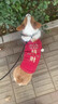 OIMG狗狗衣服春秋冬季小型犬雪納瑞衣服比熊泰迪博美約克夏四腳衣包肚 招財進(jìn)寶紅-S碼【3-5斤】加絨加厚 曬單實(shí)拍圖