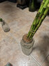 富貴竹水培植物盆栽綠植室內花客廳水養轉運觀(guān)音竹一帆風(fēng)順節節高 50cm轉運竹彎竹8棵+4燈籠+營(yíng)養液 曬單實(shí)拍圖