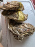 蜀皇 乳山生蠔鮮活大海鮮10斤凈重蠔王(10-18只)源頭直發(fā)包 郵  曬單實(shí)拍圖
