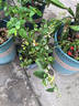 臨雅藍莓果樹(shù)苗【帶果】室內外地栽南北方種植1.5加侖花香源頭直發(fā) 曬單實(shí)拍圖