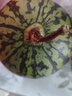 藤上熟吊秧小西瓜1粒1.5kg 曬單實(shí)拍圖