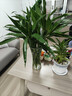富貴竹水培綠植客廳招財花卉綠植室內辦公室瓶插年宵花春節裝飾 10支富貴竹65cm 曬單實(shí)拍圖