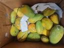 海南小臺甜心芒果臺農芒應季熱帶時(shí)令芒果水果整箱送禮 小臺芒凈重8.5-9斤單果80g+ 曬單實(shí)拍圖