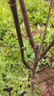 早熟水蜜桃樹(shù)苗嫁接黃桃樹(shù)苖樹(shù)當年結果南方北方種植樹(shù)苗桃樹(shù)果苗 水蜜桃6年 當年結果 81cm(含)-110cm(含) 曬單實(shí)拍圖