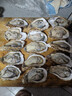 鮮活乳山生蠔新鮮牡蠣海蠣子5斤箱 3XL中蠔（11-16只每箱）凈重5斤生蠔 曬單實(shí)拍圖