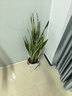 愛(ài)優(yōu)尚金邊虎皮蘭綠植客廳大盆栽新房吸甲醛室內大型植物辦公室源頭直發(fā) 曬單實(shí)拍圖