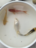 錦鯉魚(yú)活體觀(guān)賞魚(yú)活魚(yú)小型易養冷水淡水魚(yú)小魚(yú)苗錦鯉金魚(yú)好看錦鯉 6-8cm 五彩錦鯉混搭5條 曬單實(shí)拍圖