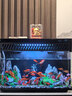 小米智能魚(yú)缸客廳辦公室桌面米家魚(yú)缸造景套裝遠程喂食超白玻璃生態(tài)缸 小米缸+加熱棒+禮包+豪華造景+增氧泵+刷子 曬單實(shí)拍圖
