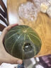 佳農 山東新貝貝南瓜凈重4.5斤4-8頭單果約250g+香甜爆粉源頭直發(fā) 曬單實(shí)拍圖