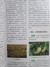 瓜類(lèi)蔬菜病蟲(chóng)害診治原色圖鑒 第3版 化學(xué)工業(yè)出版社 高振江,呂佩珂,高娃 編 現代蔬菜病蟲(chóng)害防治叢書(shū) 書(shū)籍 圖書(shū) 曬單實(shí)拍圖