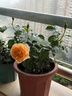 果汁陽(yáng)臺月季花苗四季開(kāi)花卉盆栽綠植物室內花易活玫瑰帶花苞庭院 果汁陽(yáng)臺【大花濃香，月月開(kāi)分枝多】 【帶花苞】【盆口徑15cm】原盆冠25高35 曬單實(shí)拍圖
