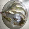 鮮活大海白蝦300g（約12-18只） 曬單實(shí)拍圖