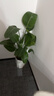 植男植女天堂鳥(niǎo)盆栽客廳室內好養大型落地真綠植辦公室植物鶴望蘭源頭直發(fā) 曬單實(shí)拍圖