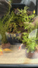 瘋狂水草（FKSC）魚(yú)缸造景專(zhuān)用真水草套餐凈化水質(zhì)懶人魚(yú)缸水草植物直接入缸蜈蚣草 【火山石】水草新手入門(mén)3棵 曬單實(shí)拍圖