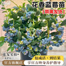 臨雅藍莓樹(shù)果苗盆栽藍梅樹(shù)苗帶大果草莓室內耐寒南北方車(chē)厘子四季結果 【帶果發(fā)貨】花香盆栽(1.5加侖) 曬單實(shí)拍圖