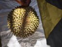 趣嘗鮮貓山王榴蓮馬來(lái)西亞D197液氮冷凍凈重3.0-3.5斤/個(gè) 保4房 曬單實(shí)拍圖