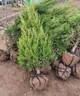 柏樹(shù)樹(shù)苗松柏側柏扁柏塔柏樹(shù)苗大圓柏松樹(shù)寶塔松龍柏苗四季青帶土 精品塔柏：1米以上【原土好苗】?送生根肥 曬單實(shí)拍圖