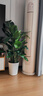 植男植女天堂鳥(niǎo)盆栽客廳室內好養大型落地真綠植辦公室大葉植物源頭直發(fā) 曬單實(shí)拍圖