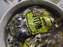 鮮活乳山生蠔新鮮牡蠣海蠣子5斤箱 5X特大蠔（15-21只每箱）凈重10斤生蠔 曬單實(shí)拍圖