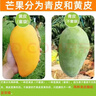 元珍鮮誠 海南青皮金煌甜心芒果當季直采芒果新鮮水果整箱送禮 含箱5斤凈重4.5斤（200-350g） 曬單實(shí)拍圖