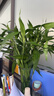 富貴竹水培綠植客廳招財花卉綠植室內辦公室瓶插年宵花春節裝飾 10支富貴竹65cm 曬單實(shí)拍圖