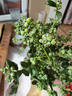 臨雅藍莓樹(shù)果苗盆栽藍梅樹(shù)苗帶大果草莓室內耐寒南北方車(chē)厘子四季結果 【帶果】F6 1加侖高≥50cm，冠幅≥45cm 曬單實(shí)拍圖